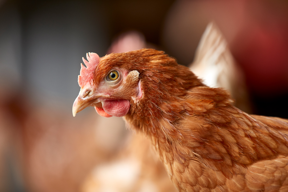 STRICT SALMONELLA CONTROL