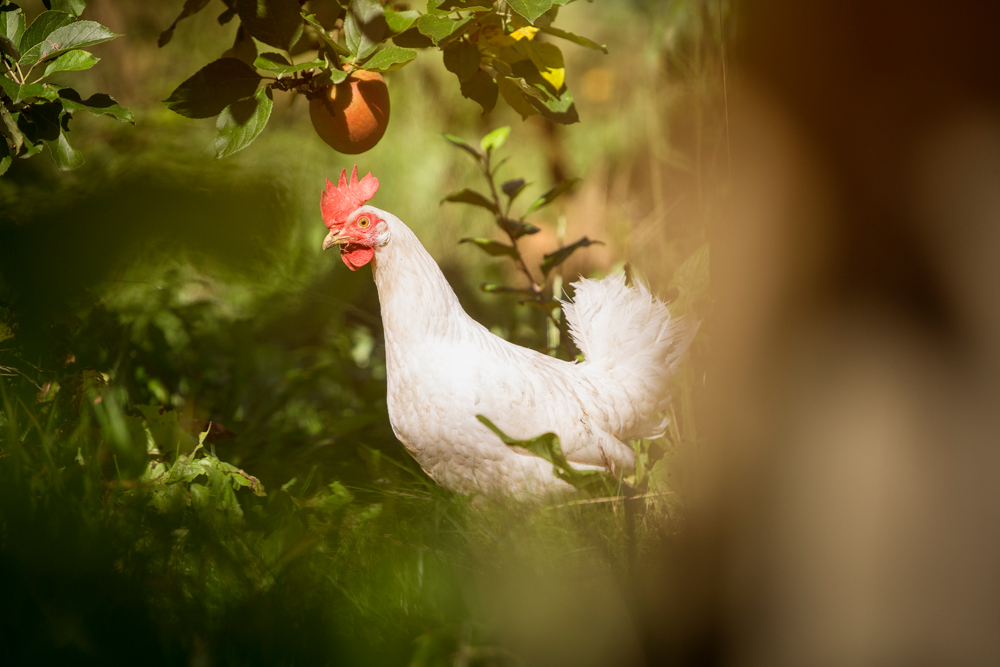 Britta Lasse Christensen (070756 & 016402)