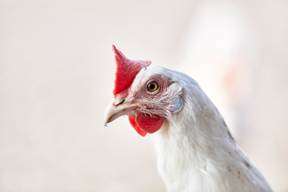 Ole Th. Bruhn (075242 & 095704)