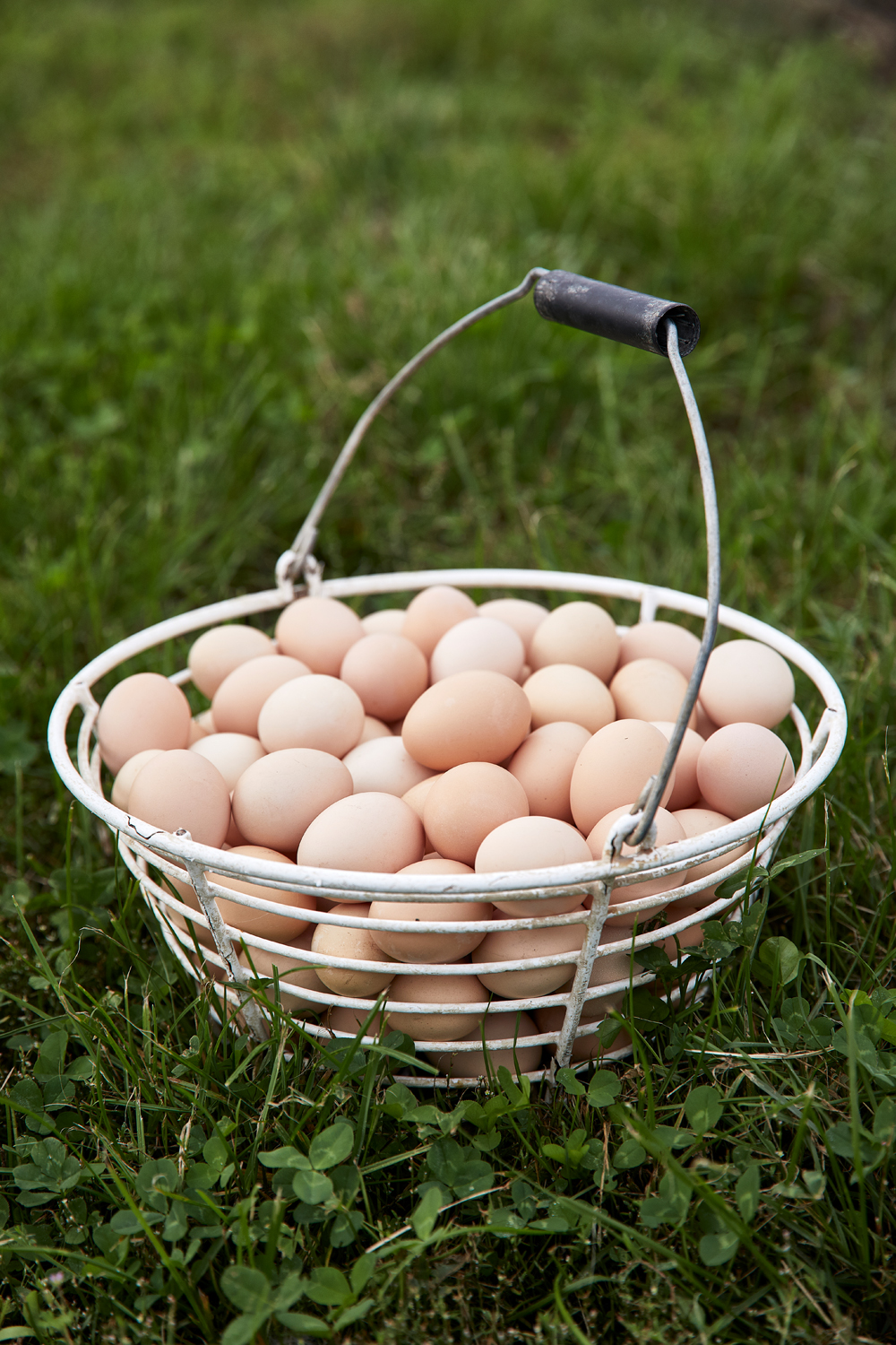 EGGS AND SHELF LIFE