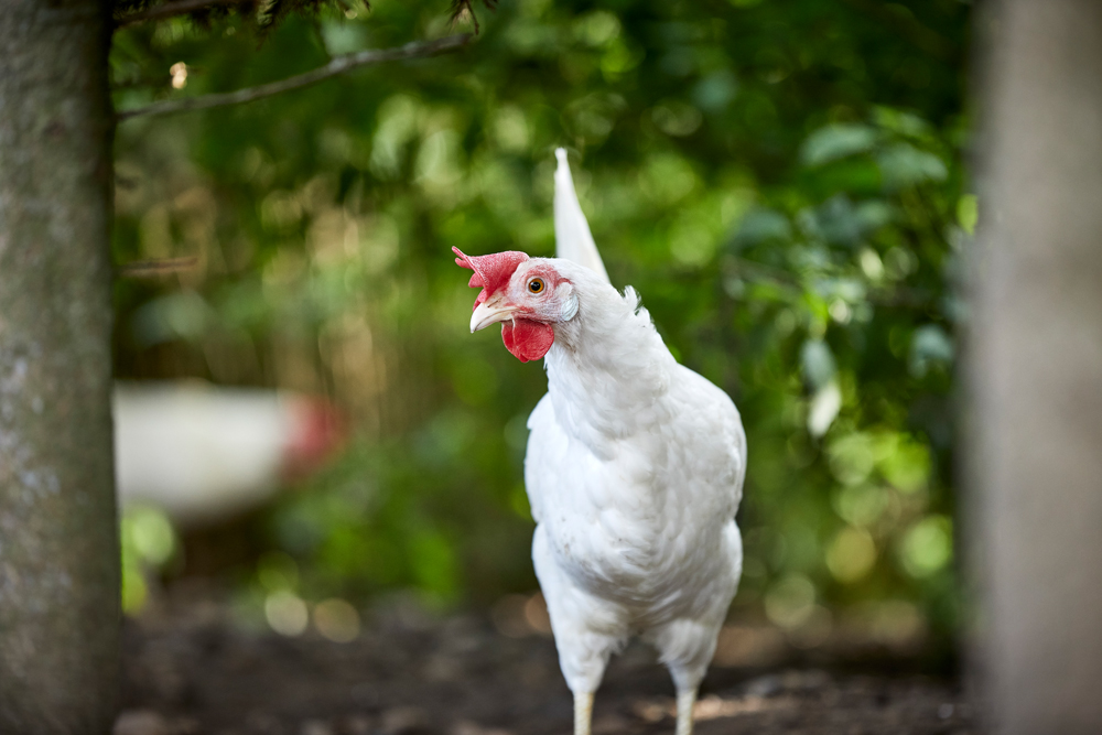 Nørbygaard Økologi I/S (095130)