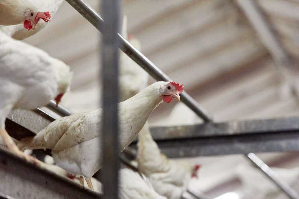 Elviggårds Hønseri (101987)